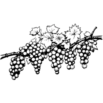 Zmień swoje wnętrza z naszymi stylowymi naklejkami.winogron